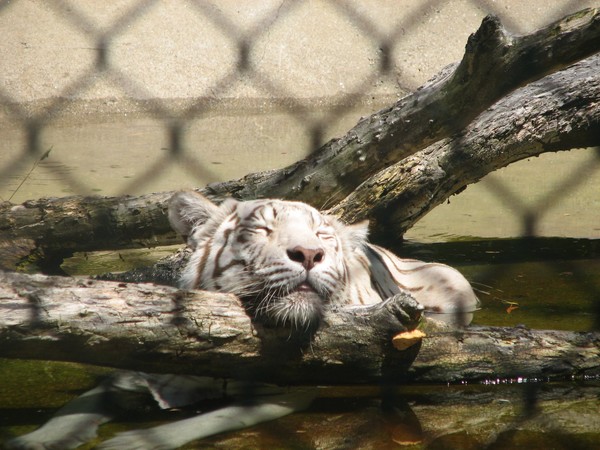 white tiger