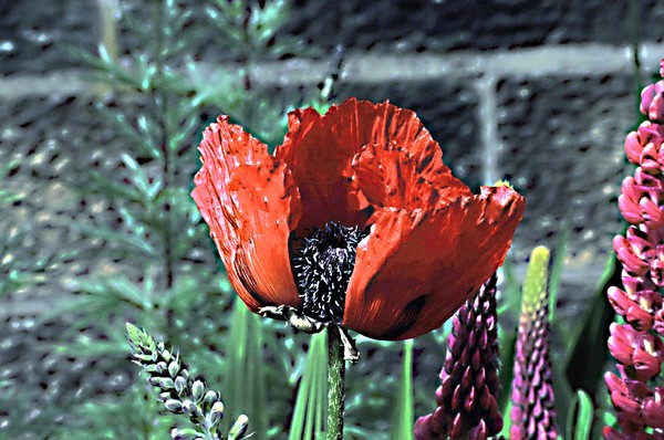 Poppy
