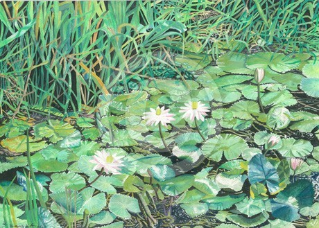 Waterlilies in Anjuna