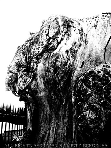 Buffalo-manipulated photo- 8.5 x 11.5