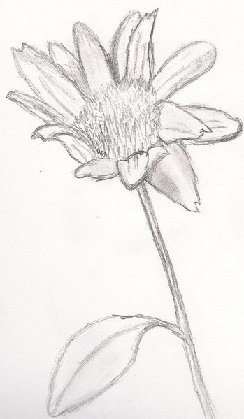 Daisy