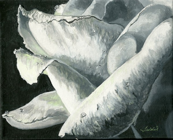 rose bud