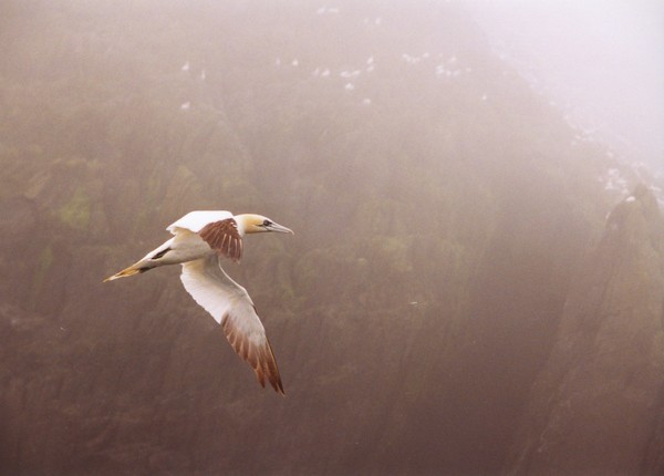 ph bird gannetirelandlittleskellig
