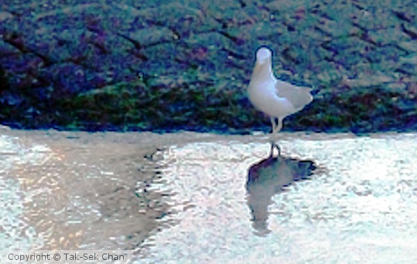 A seagull's reflection