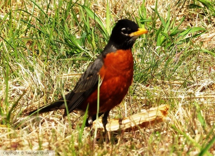 American Robin (Turdus migratorius), Jamaica Bay, NY, USA, 05-05-2015