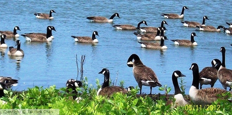 26 Canada Geese, (Branta canadensis), JBWR, NYC, 06-11-2012