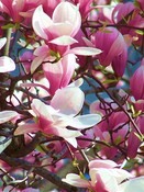 Sping in NYC