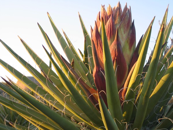 Yucca