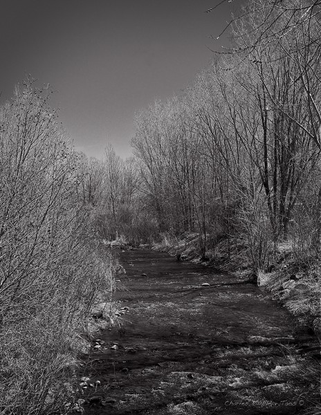 Bosque Rio Taos