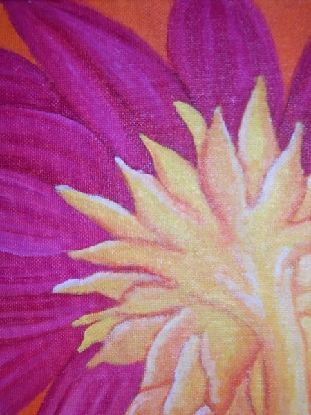 close up warm colored sunflower