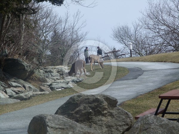 Entering the reserve