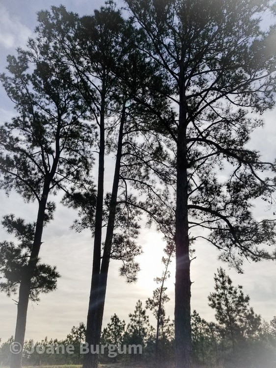 Tree and Shadow