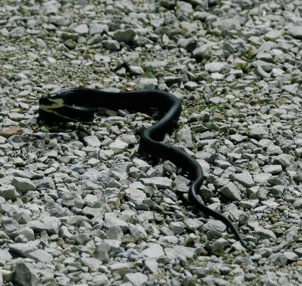 snake pic 