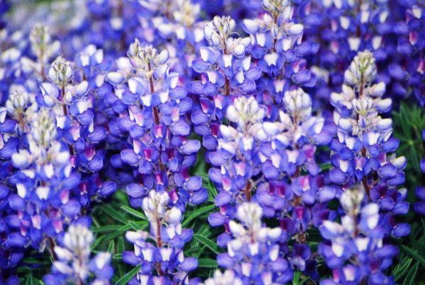 Blue Bonnet Closeup