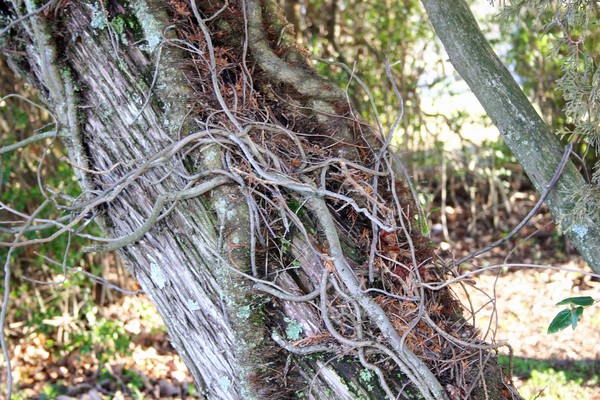 Intertwined