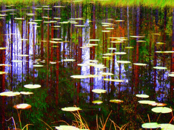 Fall Pond