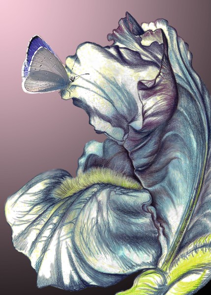 Holly Blue and iris too, Greeting Card and Poster