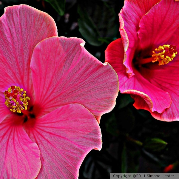 Pink Hibiscus