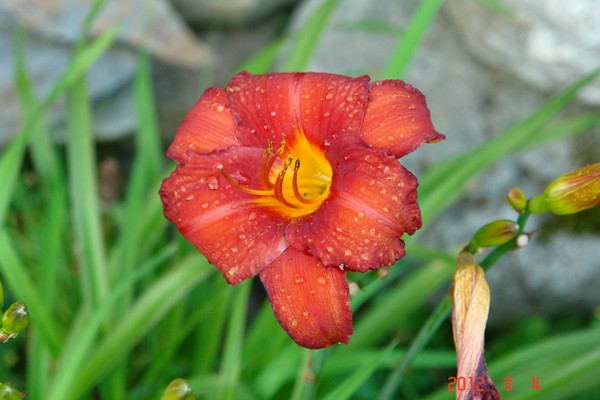 Lilly small