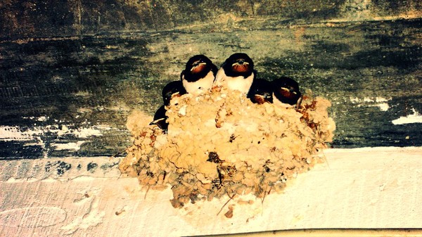 Birds