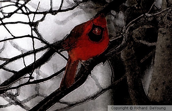 Cardinal Watercolor