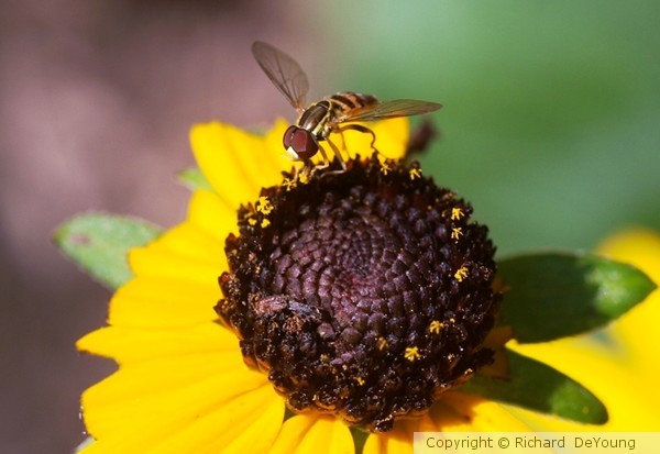 BEE 1