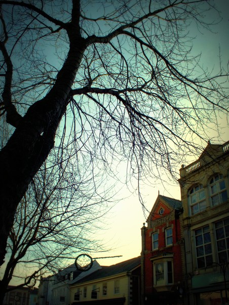 Trees