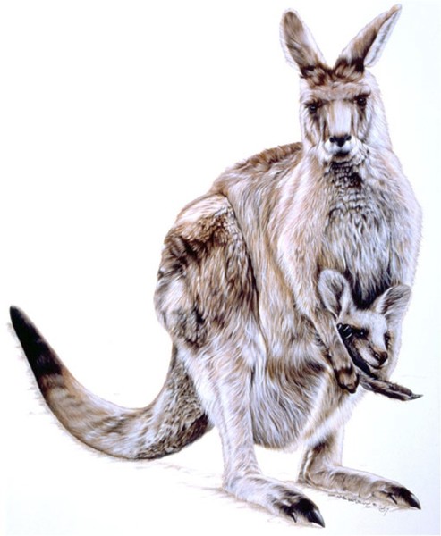Kangaroo