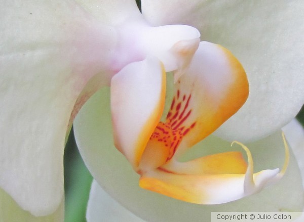 Orchid WY