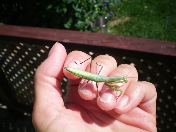My little green friend :) :)