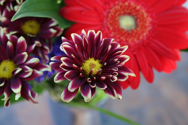 Summers Flower
