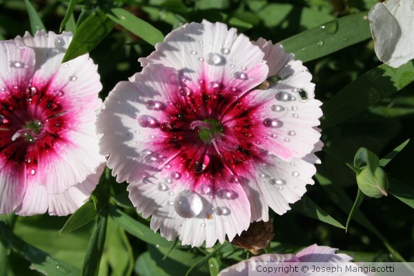 Summers Flower