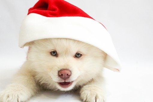 puppies (15)
