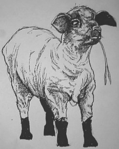 1sheep