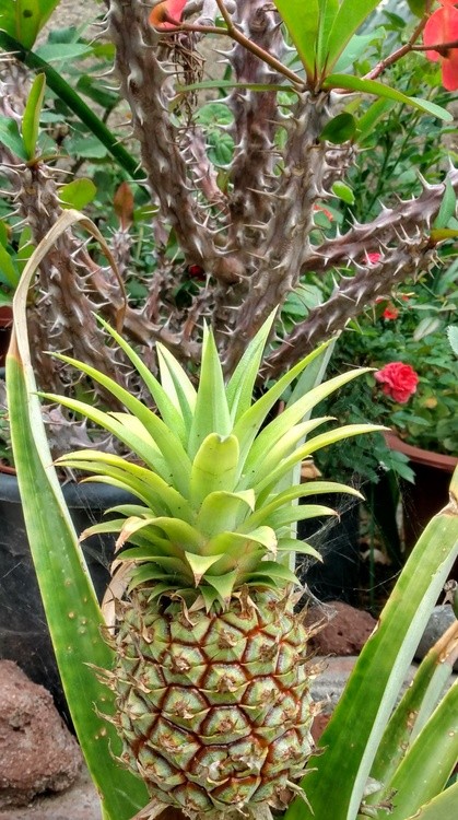 Karen Muro  Cute tiny pineapple