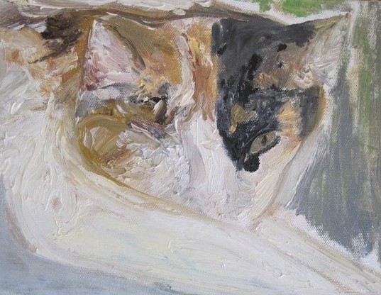 Cat with one eye
