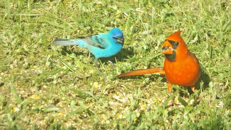 Indigo Bunting & Red Cardinal