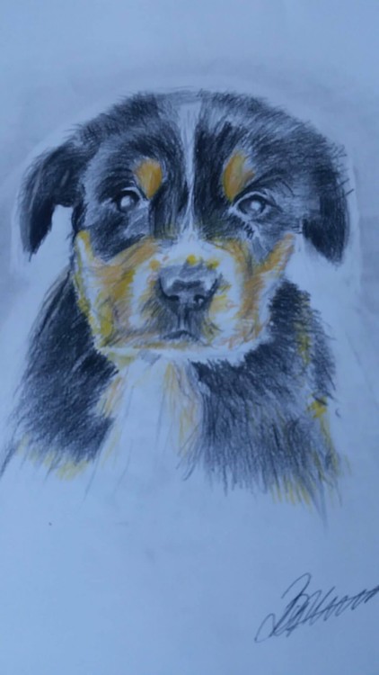 A lovely little puppy