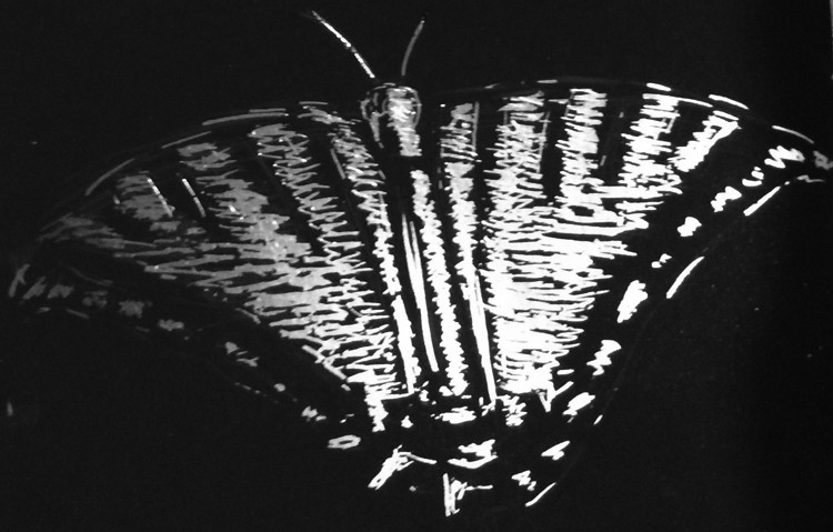 Swallowtail Scratchboard