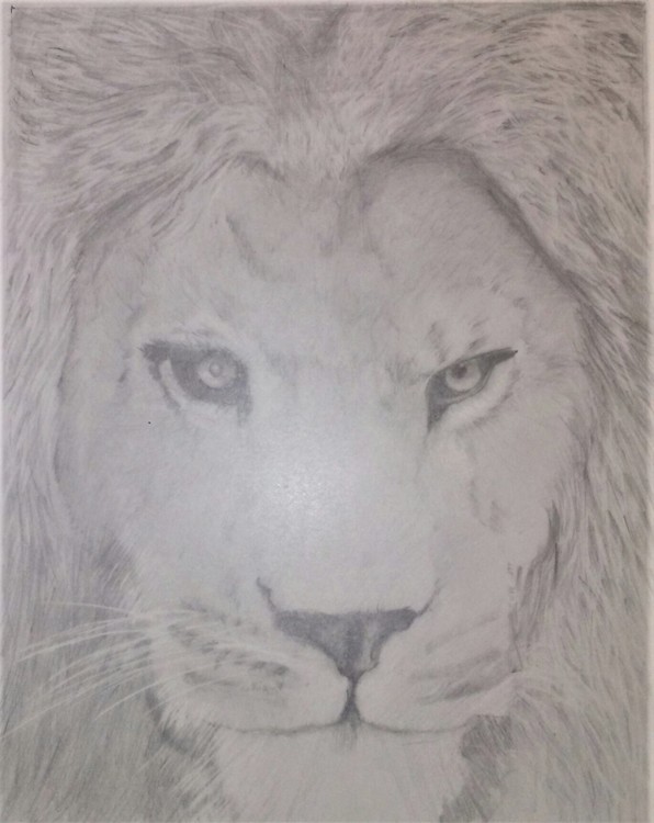 lion (3)