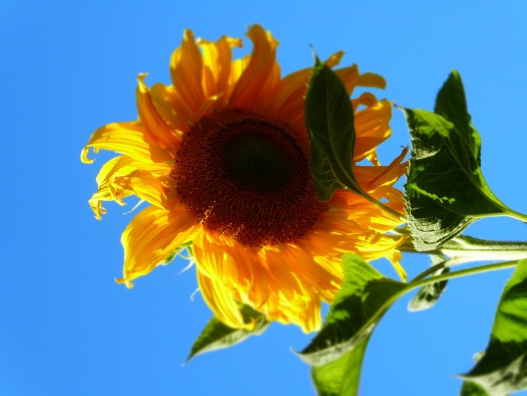 sunflower