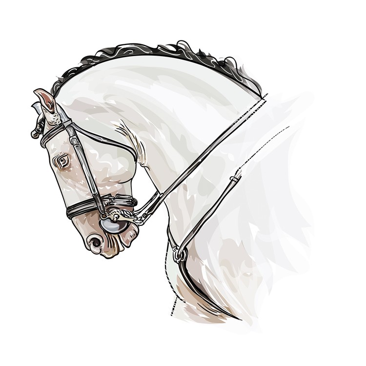 Spain Horse