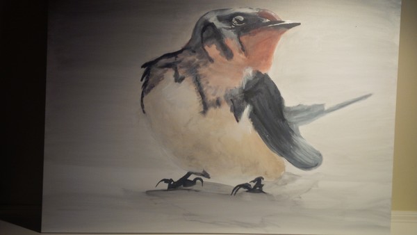 Barn Swallow