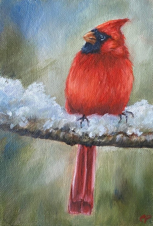 Winter Cardinal