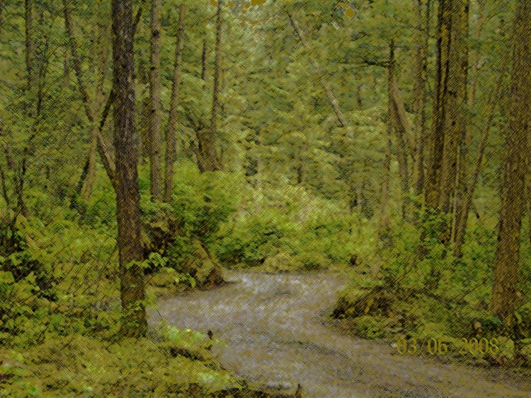 AW 1000398 Alaskan Rain Forest Color Pencil