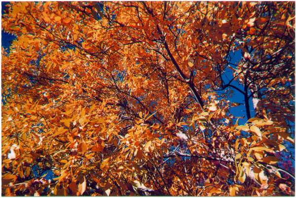 Fall Colours