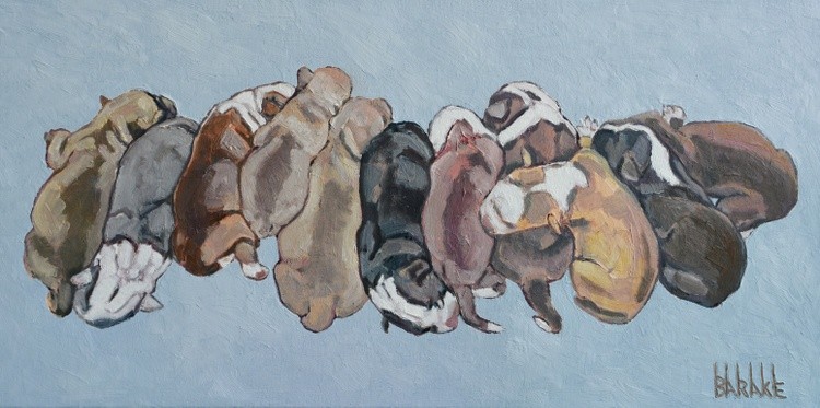 ELEVEN AMERICAN BULLDOG PUPPIES