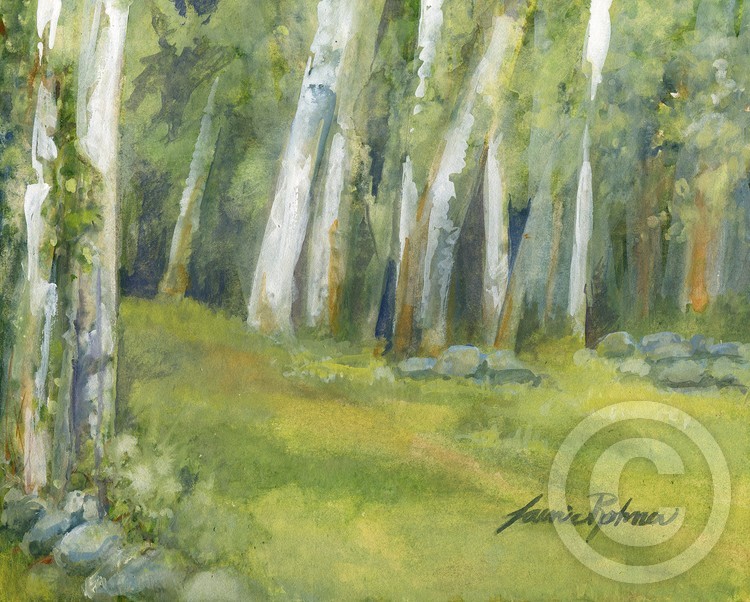 Birch Tree Fields in Spring