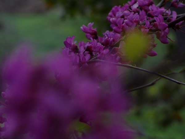 Hidden Red Bud