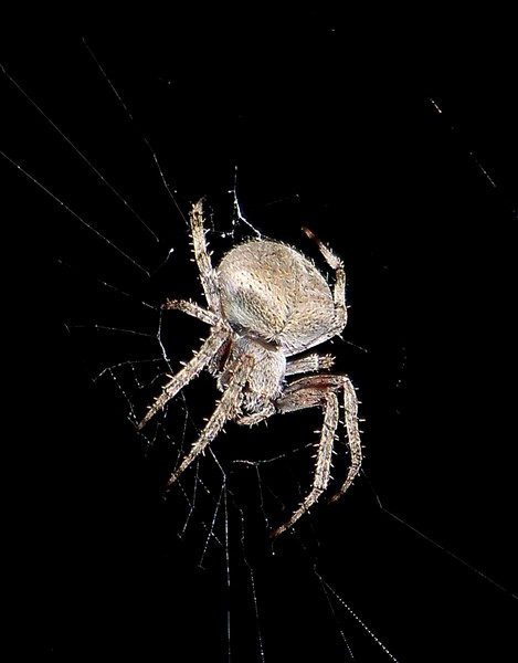 spider